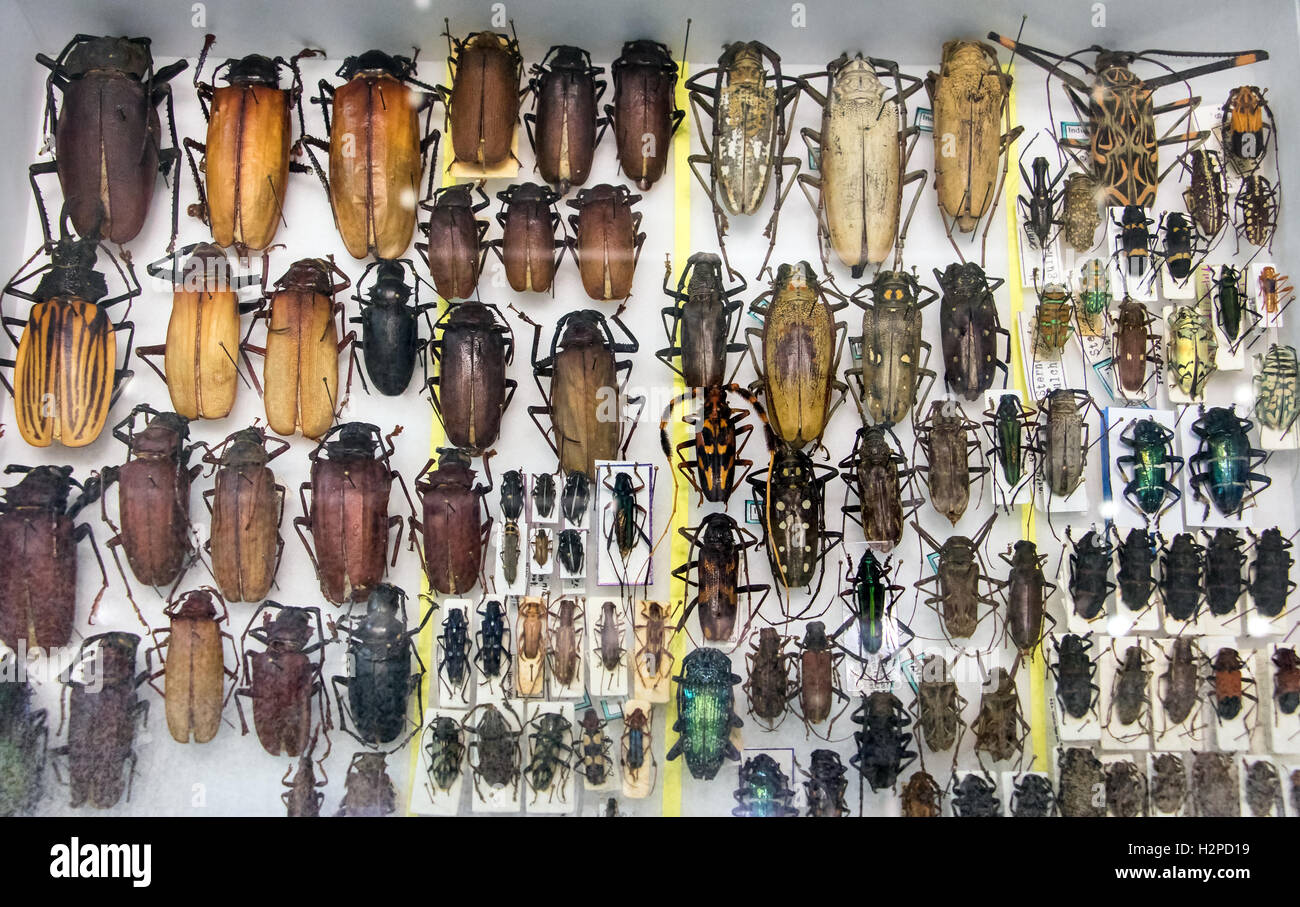 Collection of beetle with pin.Insect collection of entomologist. A rare