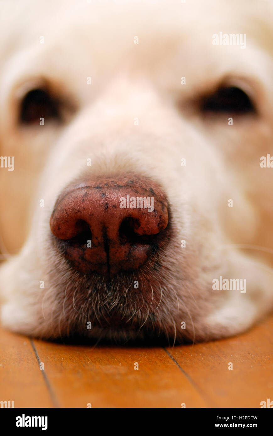 dog nose and muzzle Stock Photo Alamy