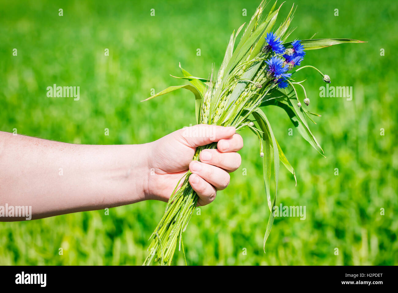 Cornflower with grain ears in the hand of Stock Photo Alamy