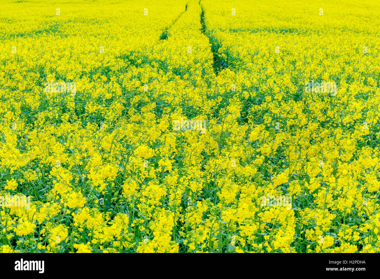Yellow flowers crop hi-res stock photography and images - Alamy