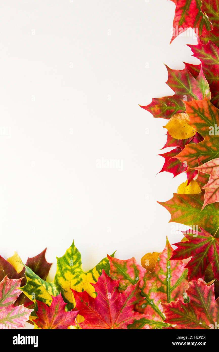 Colourful autumn fall leaves border on white background Stock Photo - Alamy