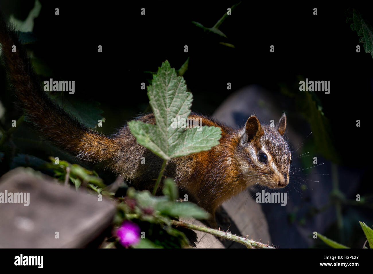 Sonoma chipmunk (Tamias sonomae) in the Muir Woods National Monument near San Francisco, California, USA. Stock Photo