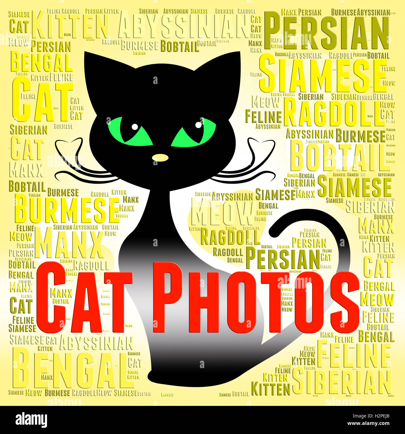 Cat Photos Meaning Feline Picture And Snapshots Stock Photo