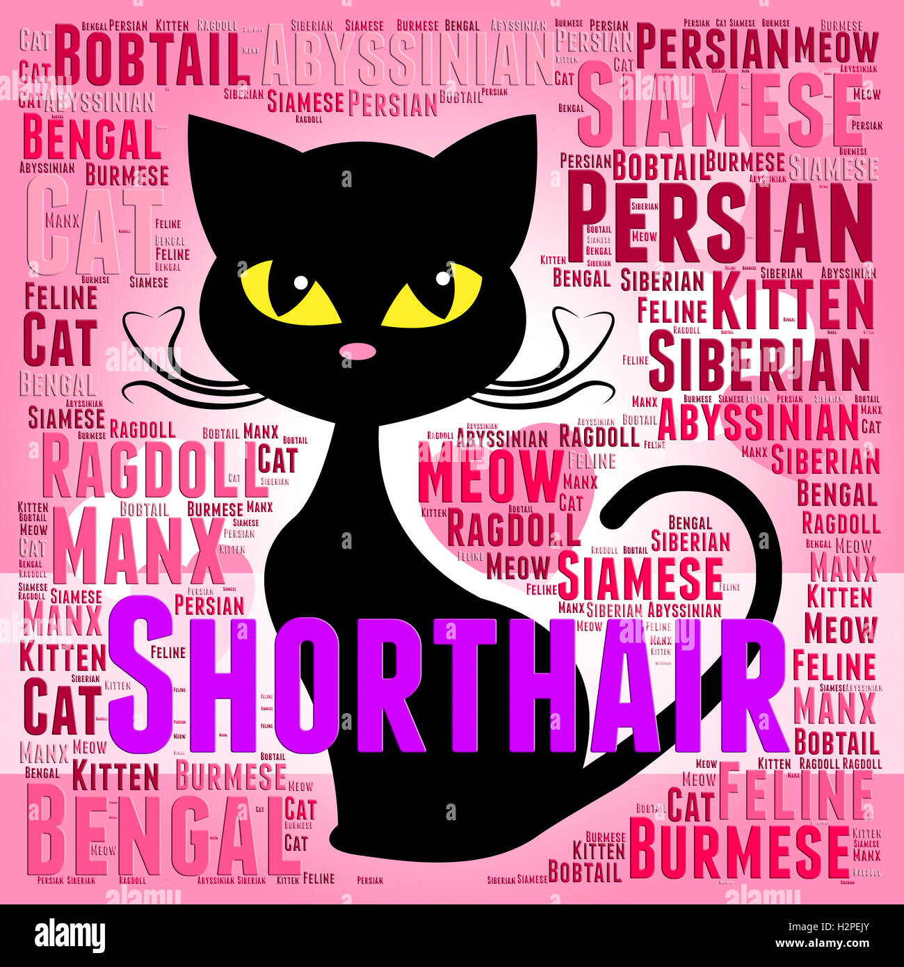 Shorthair Cat Meaning Feline Pet And Offspring Stock Photo Alamy