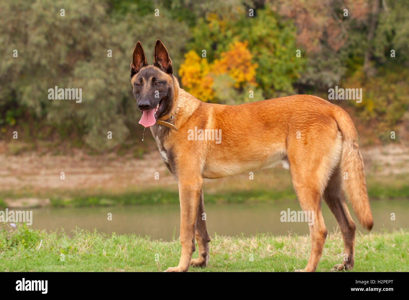Belgian Malinois young puppy in the park fields Stock Photo Alamy