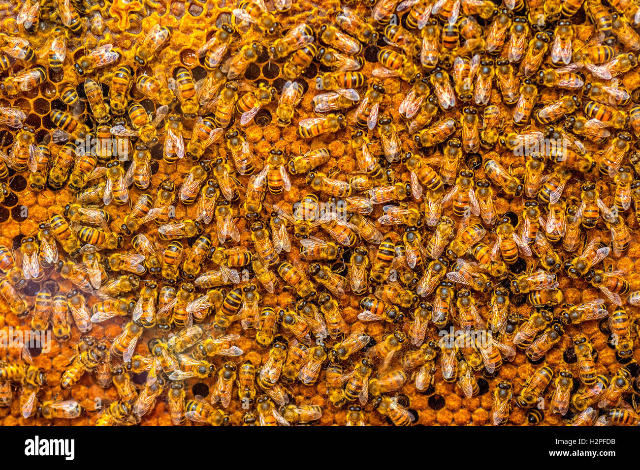 Italy Piedmont Turin ' Terra Madre - Salone del Gusto 2016 -Bee hive Stock Photo