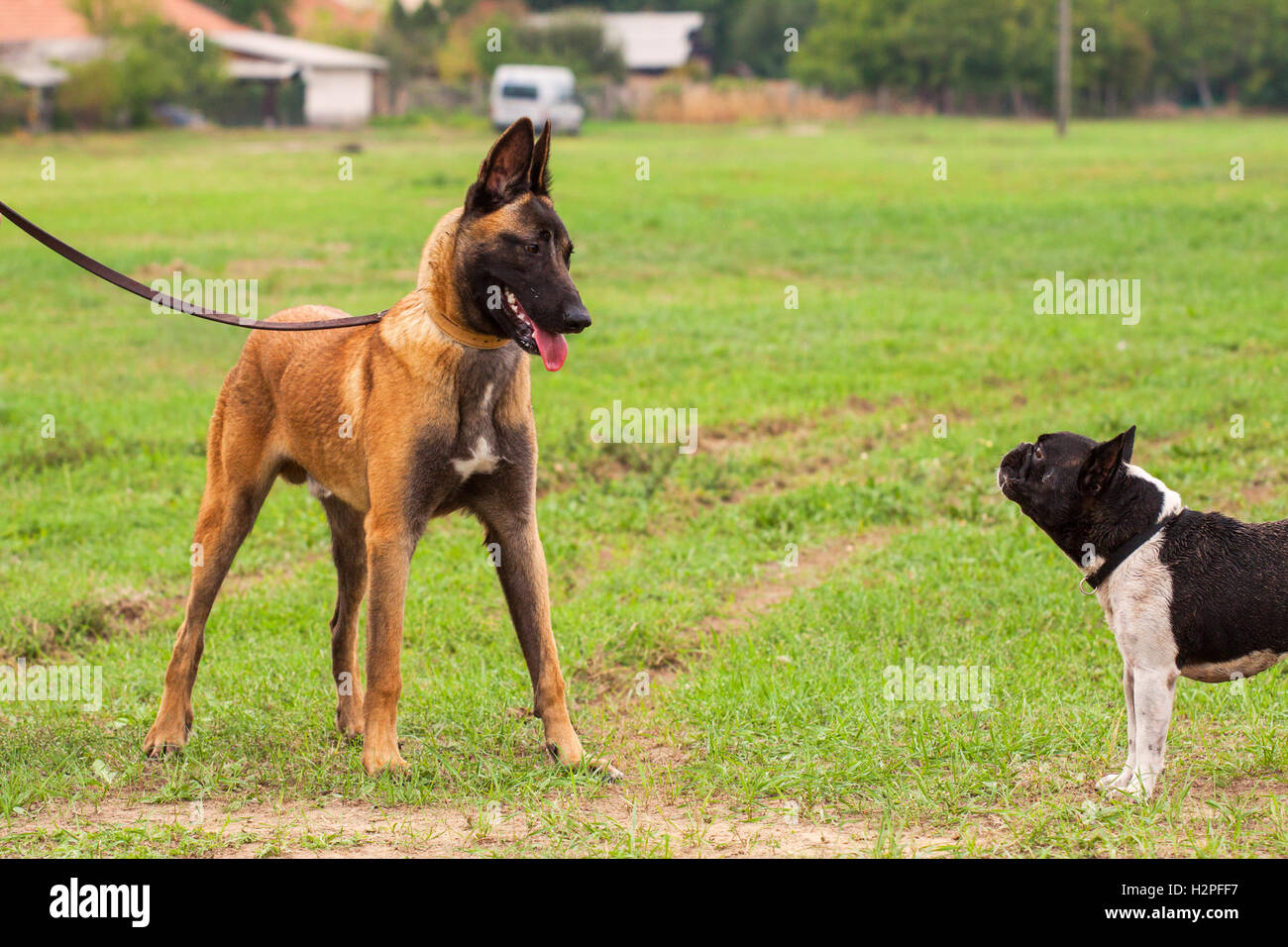 Belgian Malinois young puppy and French Bulldog in park Stock Photo
