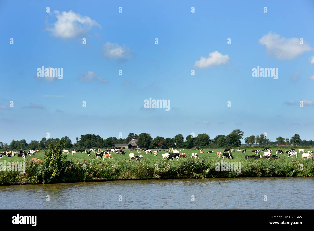 Cow Cows ,Green Grass,Farm Farming, Landscape Friesland, Fryslan The Netherlands, Stock Photo