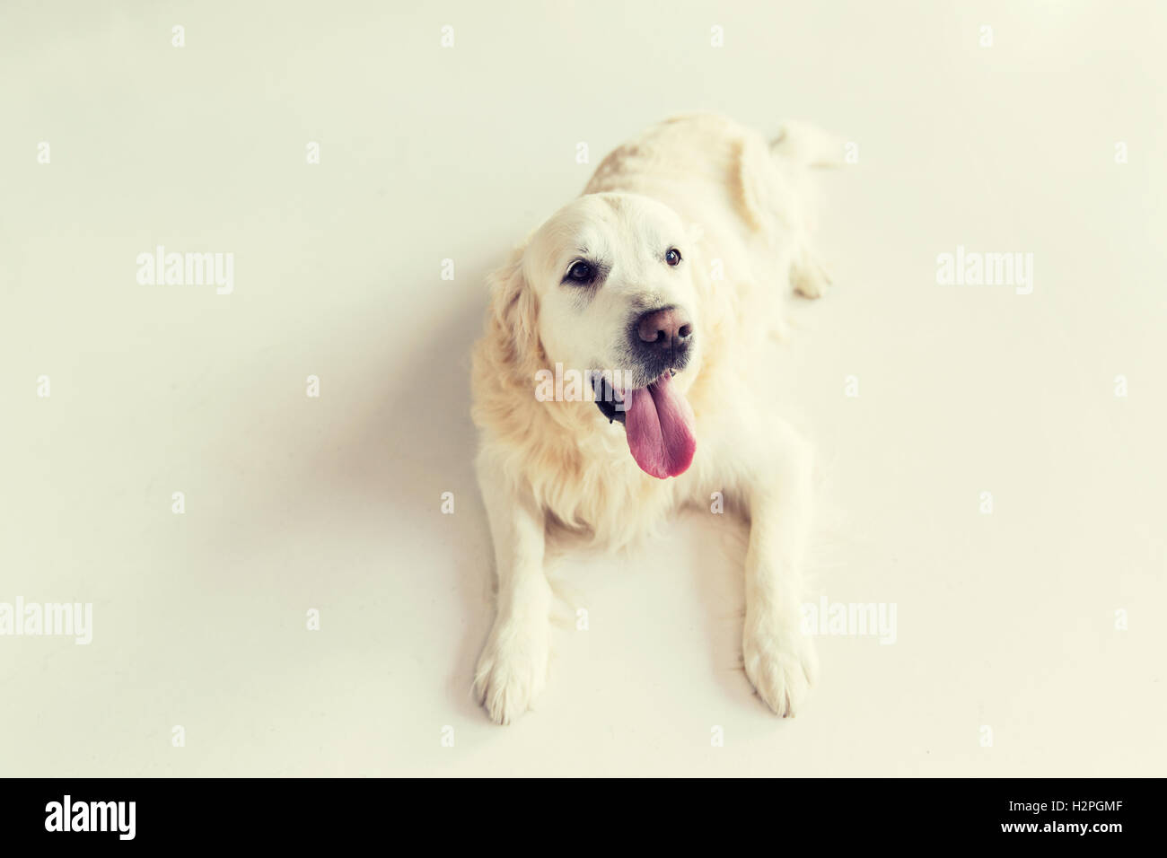 close up of golden retriever dog lying on floor Stock Photo - Alamy
