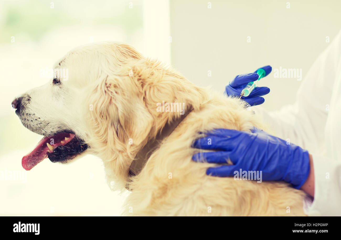 close up of vet making vaccine to dog at clinic Stock Photo