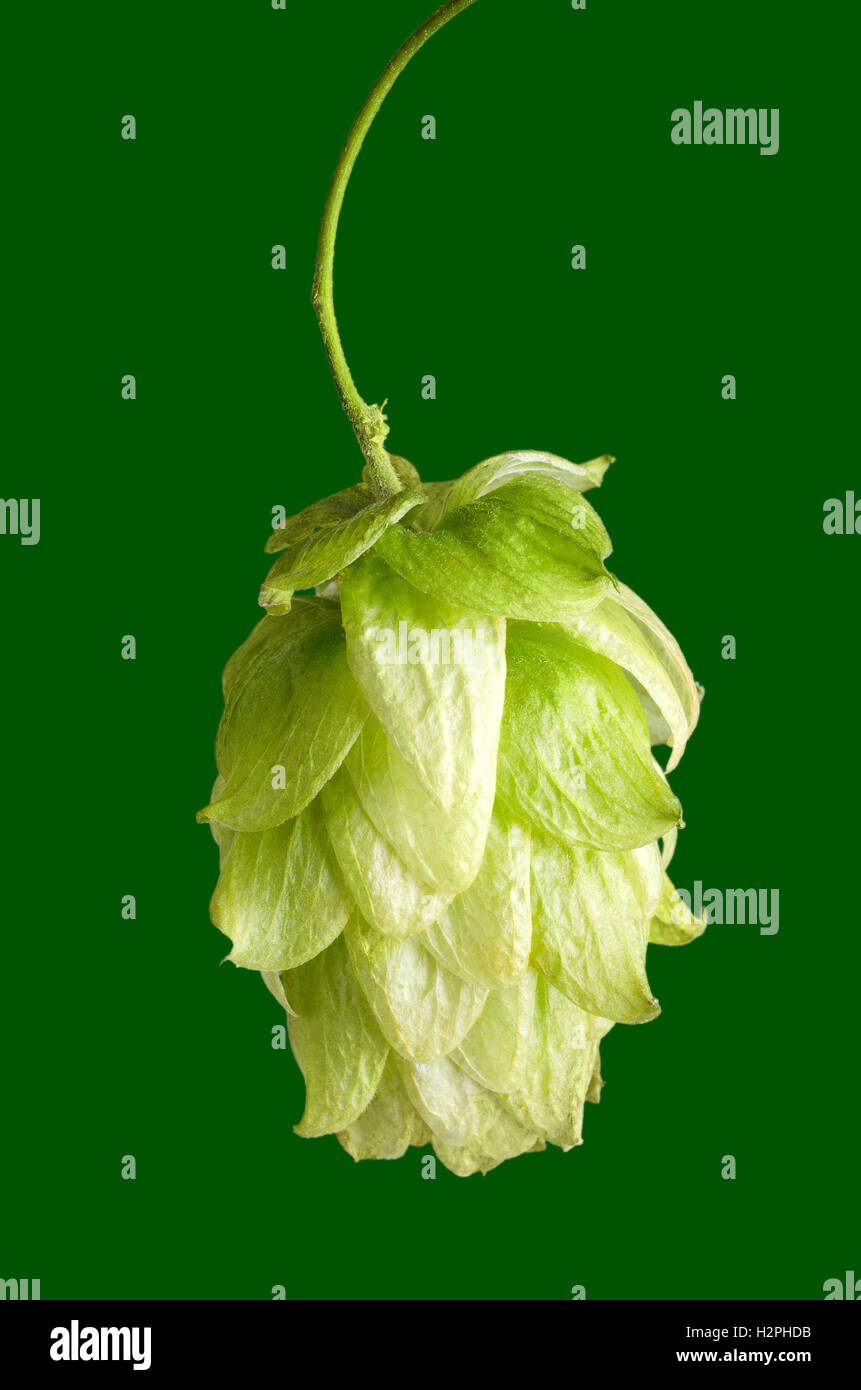 Hop flower seed cone on green background. Hop plant Humulus lupulus, used as a flavoring and stability agent in beer. Stock Photo