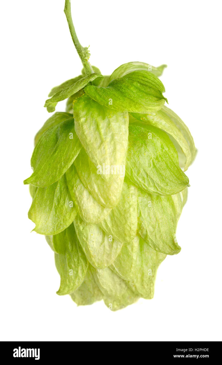 Hop flower seed cone on white background. Hop plant Humulus lupulus, used as a flavoring and stability agent in beer. Stock Photo