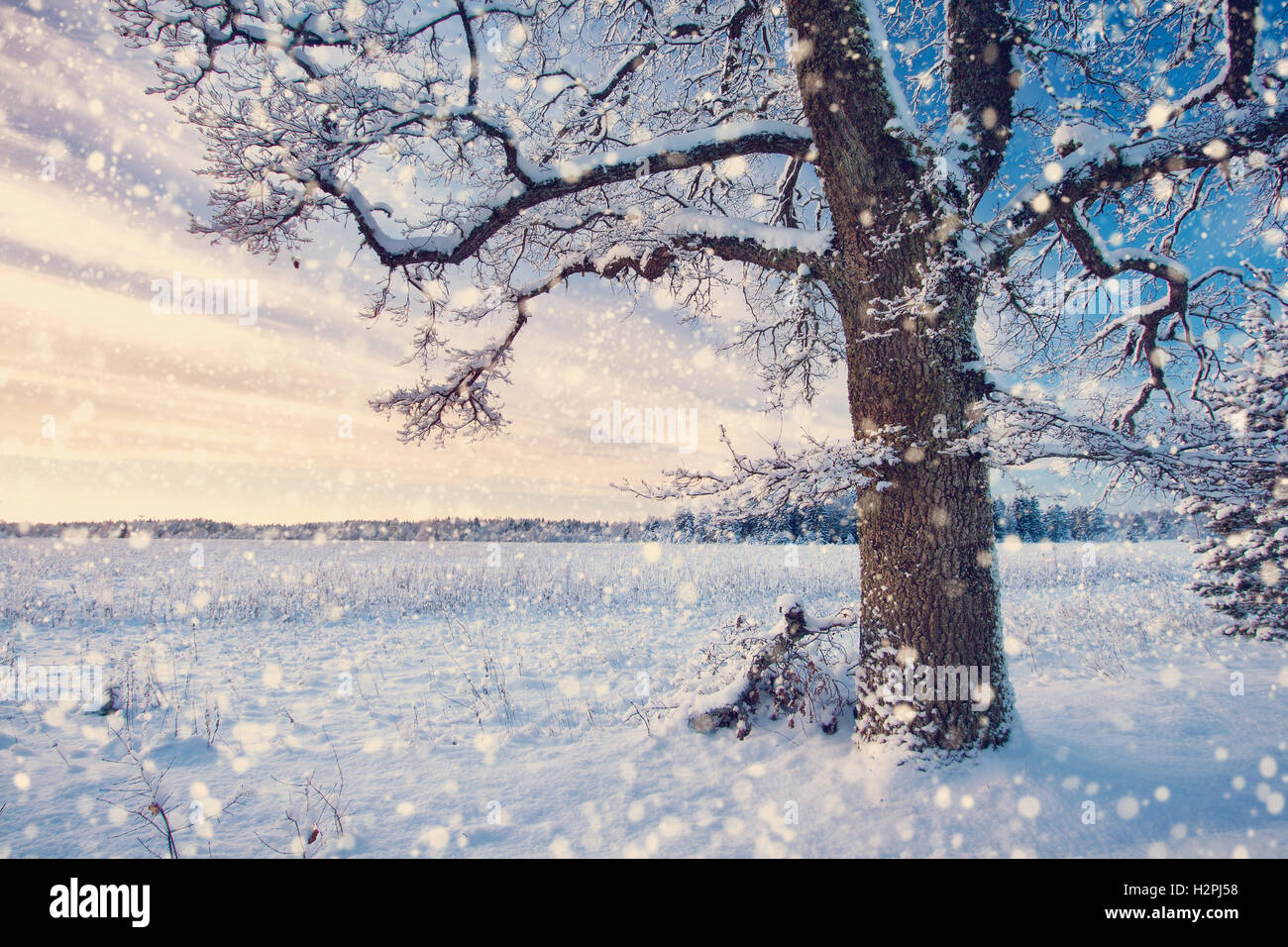 Tree in winter landscape Stock Photo - Alamy