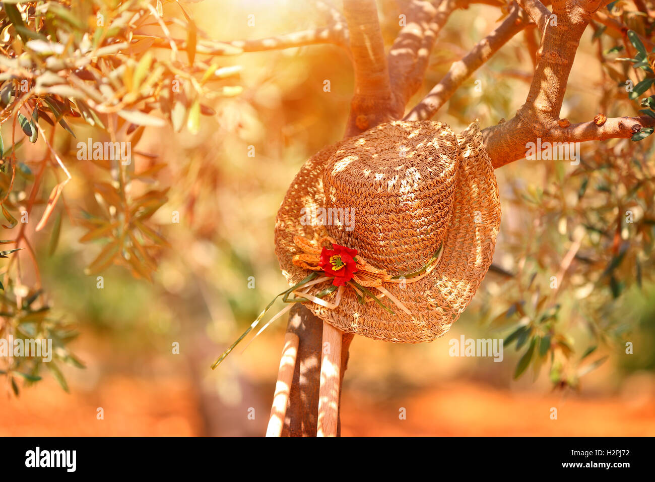 Womens straw hat on the olive tree near gardening tools in bright sunset light, autumn harvest season Stock Photo
