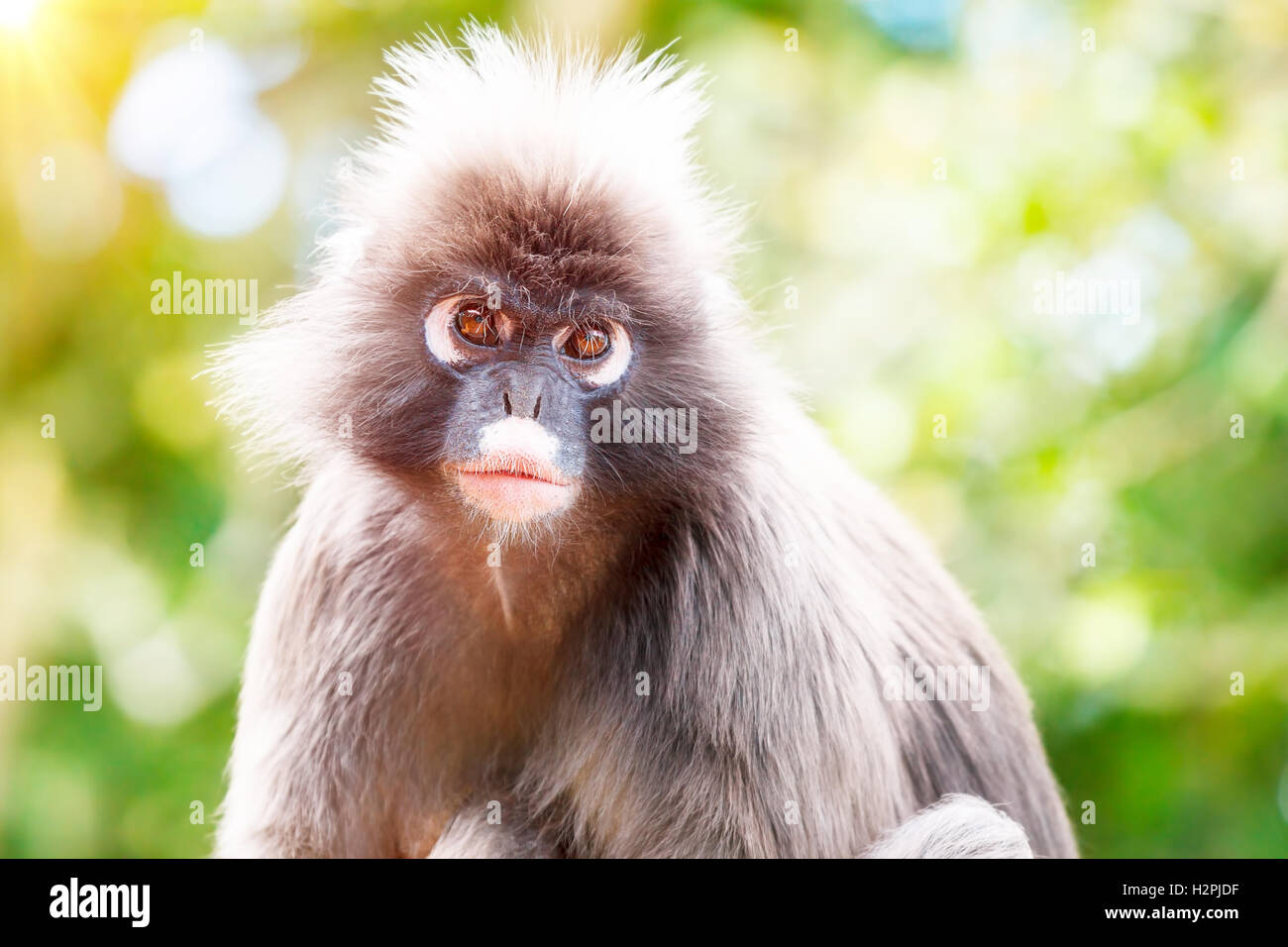 Dusky Leaf Monkey, close up portrait of a monkey face in a tropical forest, wildlife safari travel, Monkeyland, South Africa Stock Photo