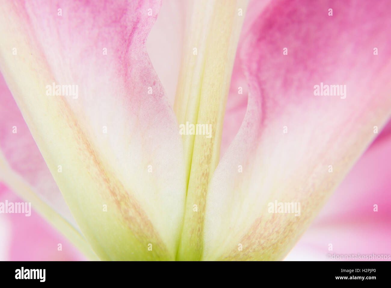 Pink and green Flower close up Stock Photo