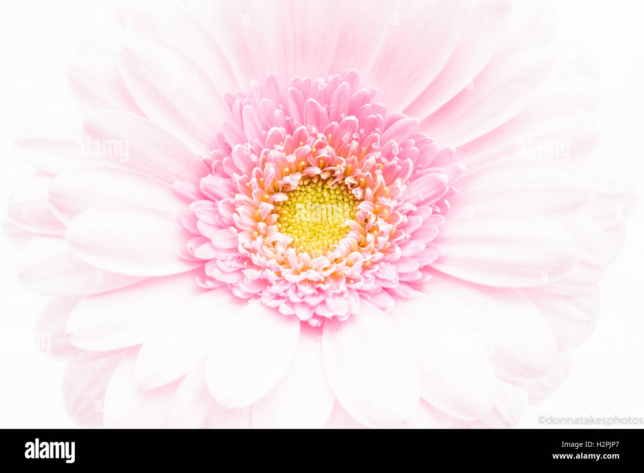Pink and yellow centre flower Stock Photo