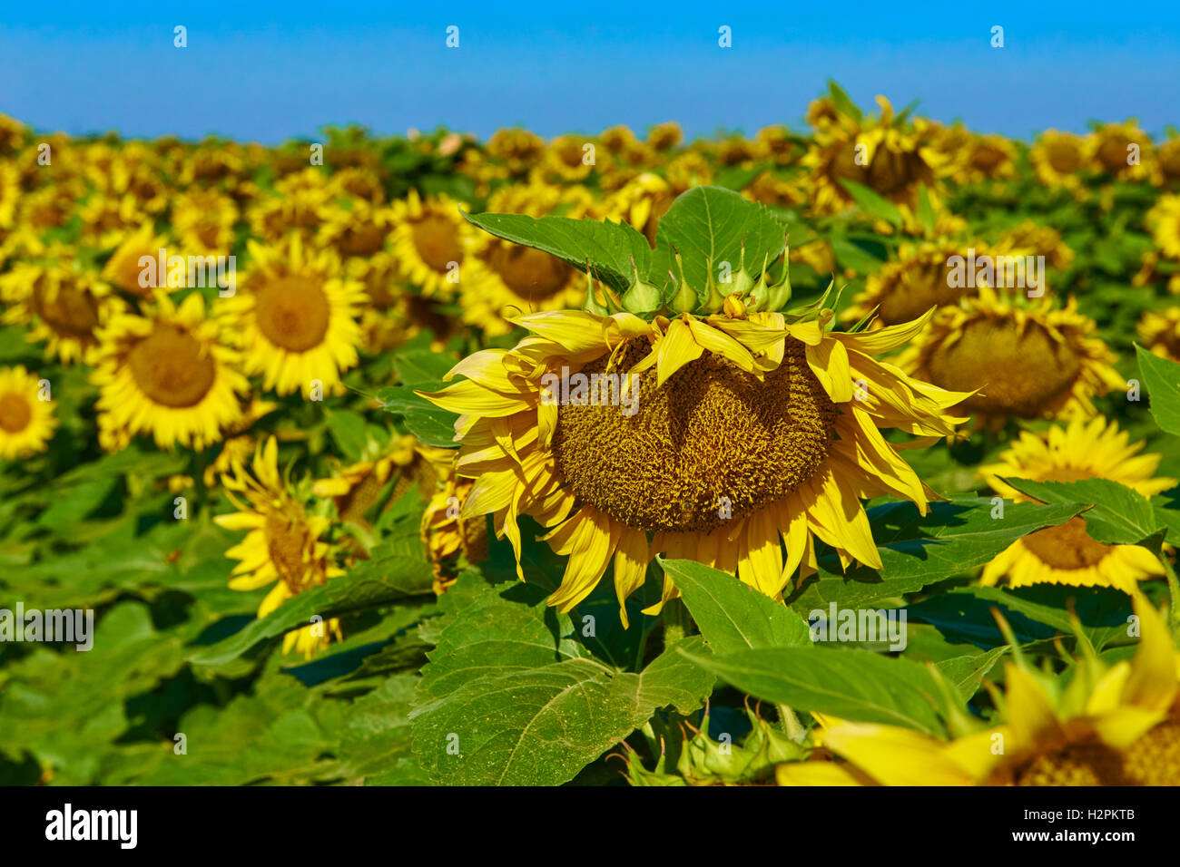 Nature. Agricultural landscape. Field of beautiful ripe sunflowers ...