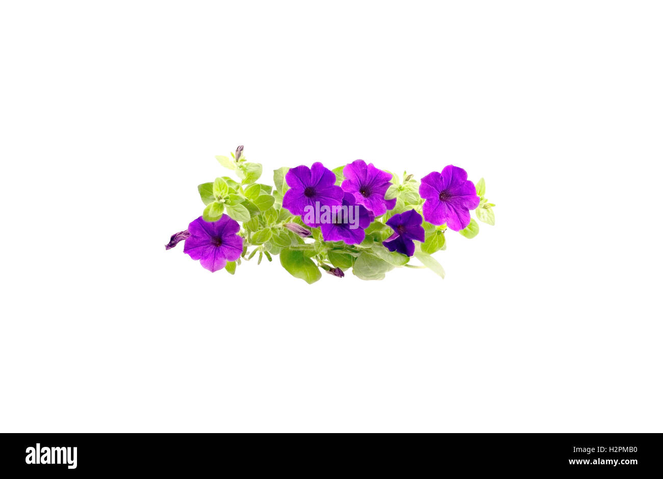 Beautiful Isolated Purple Petunias Stock Photo