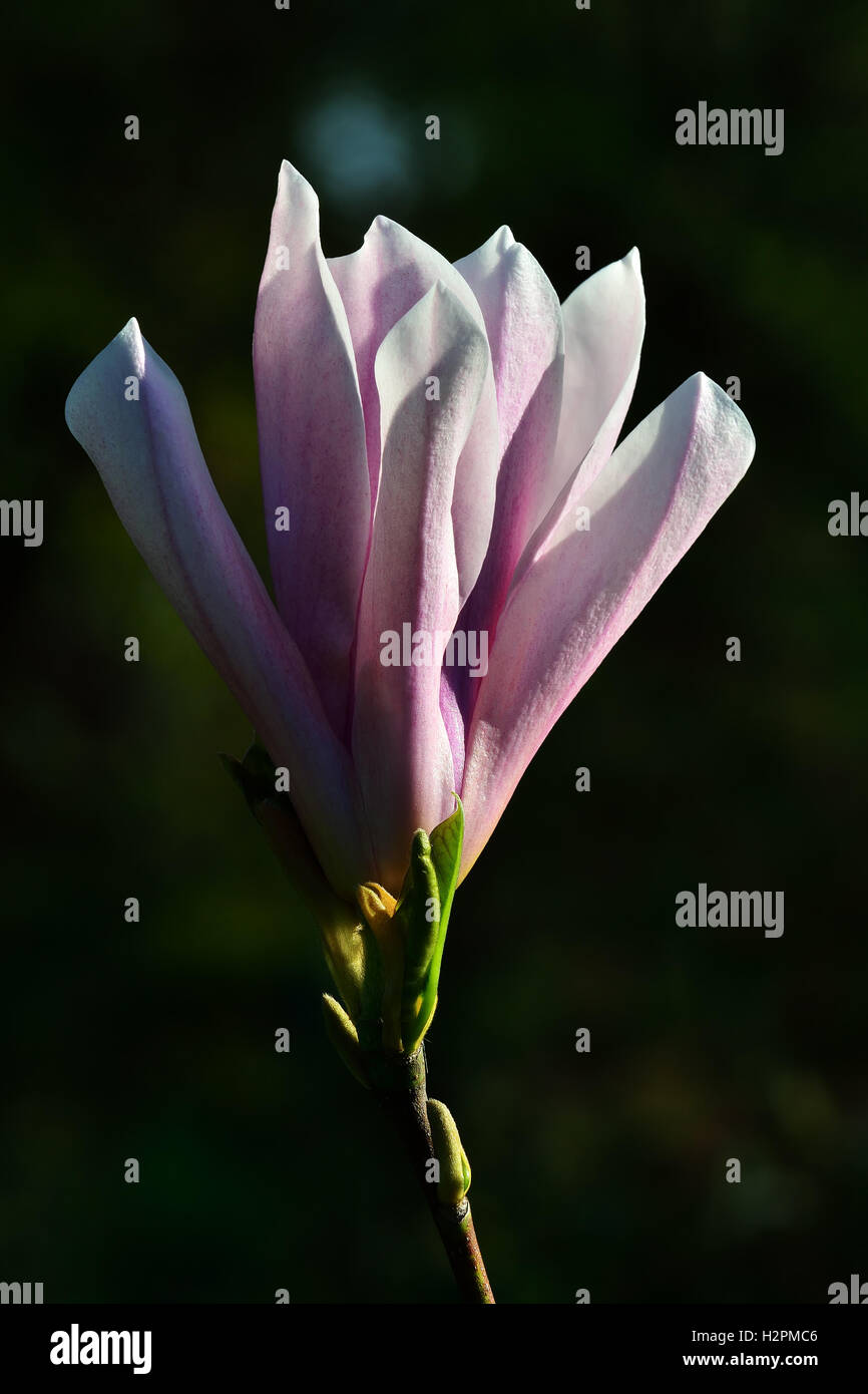 Beautiful pink flower Magnolia tree Sulanga closeup Stock Photo - Alamy