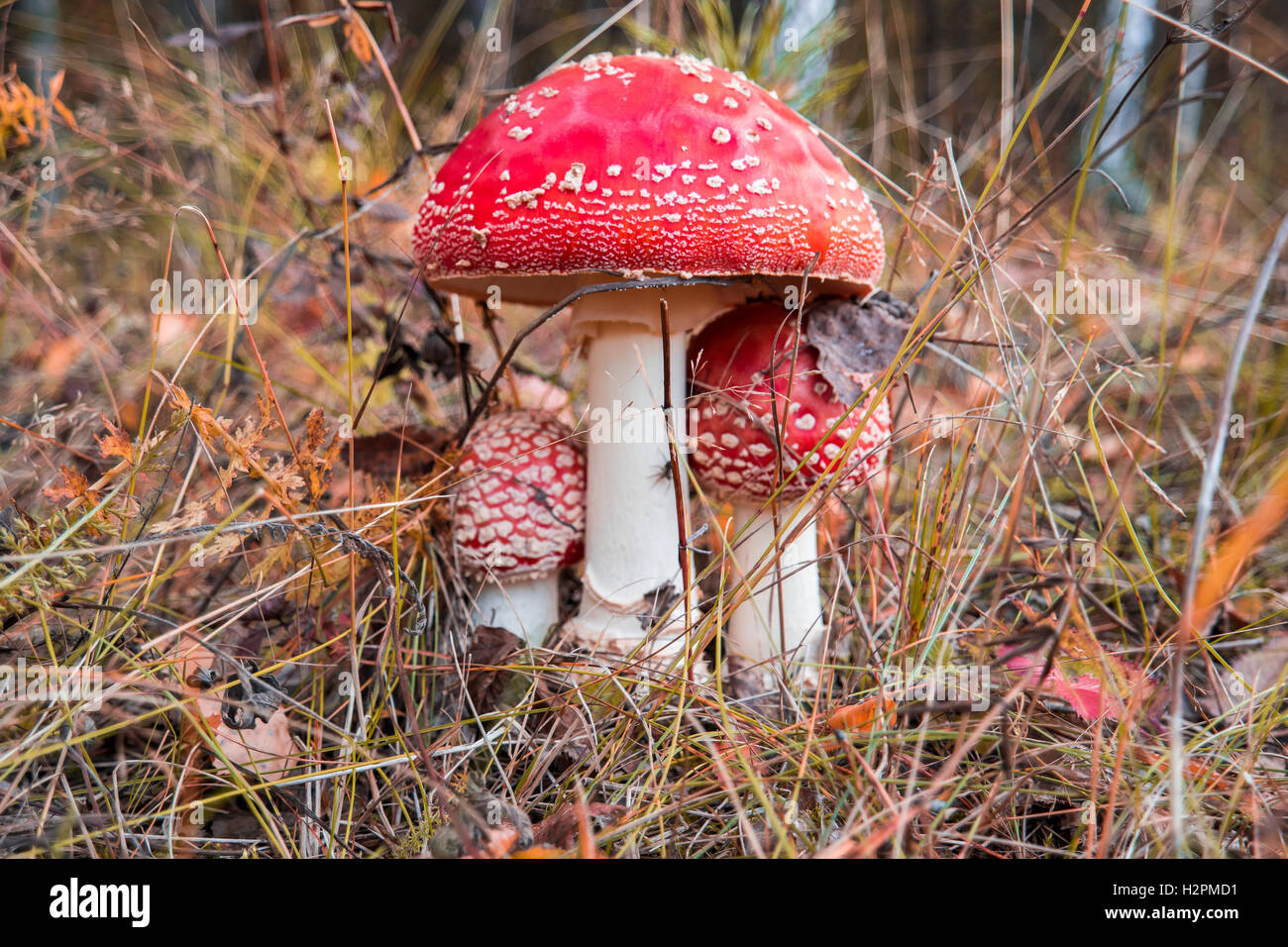 Fly-agaric in a forest, closeup mushroom in the grows Stock Photo