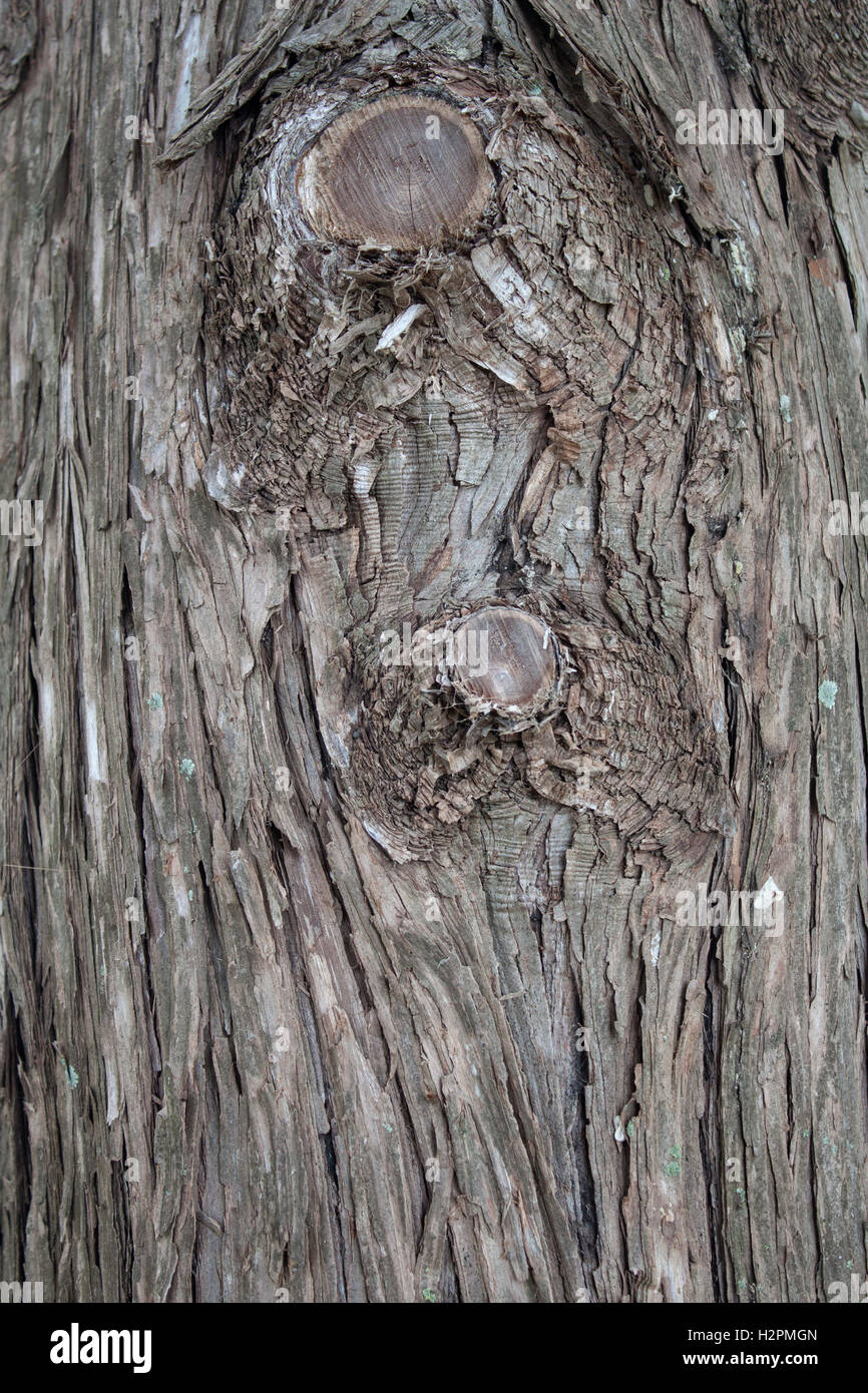 Tree bark knot hi-res stock photography and images - Alamy