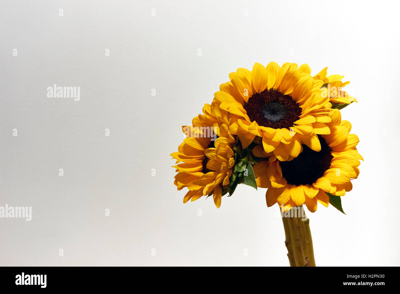 Sunflowers bunch on light background copy space Stock Photo - Alamy