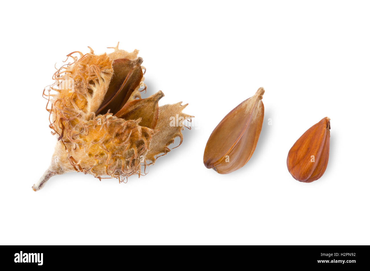 European beechnuts on white background, also called mast. Burr and cupule with seeds, nut and a shelled nut of European beech. Stock Photo