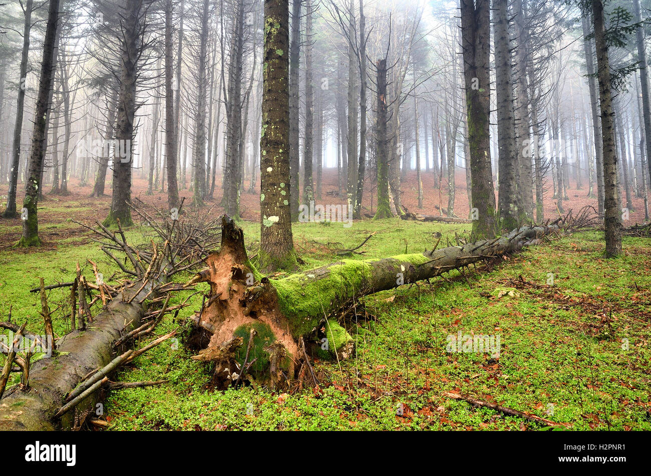 amazing colors of the forest in autumn Stock Photo - Alamy