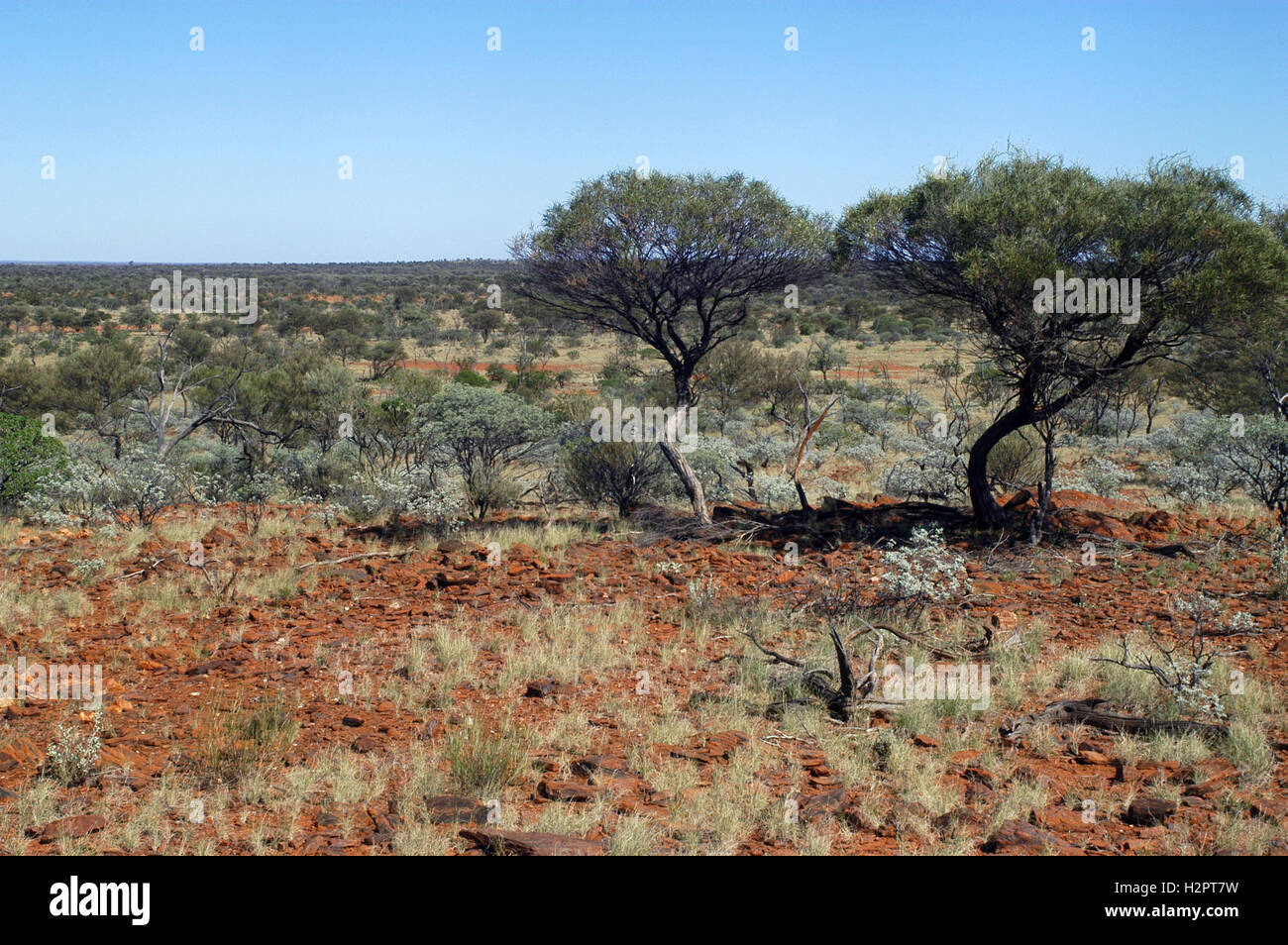 landscape of the Australian bush Stock Photo Alamy