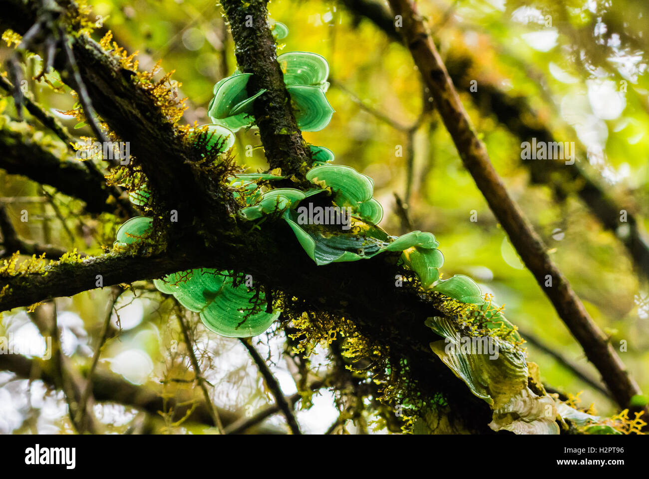 Green mushrooms growing on tree branches in Andes cloud forest. Ecuador