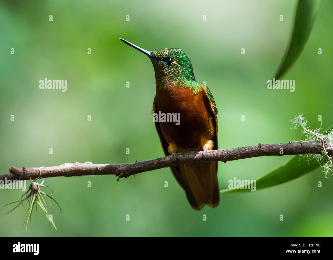 A Rufous-breasted Hermit (Glaucis hirsutus) perched on a branch. Ecuador, South America. Stock Photo