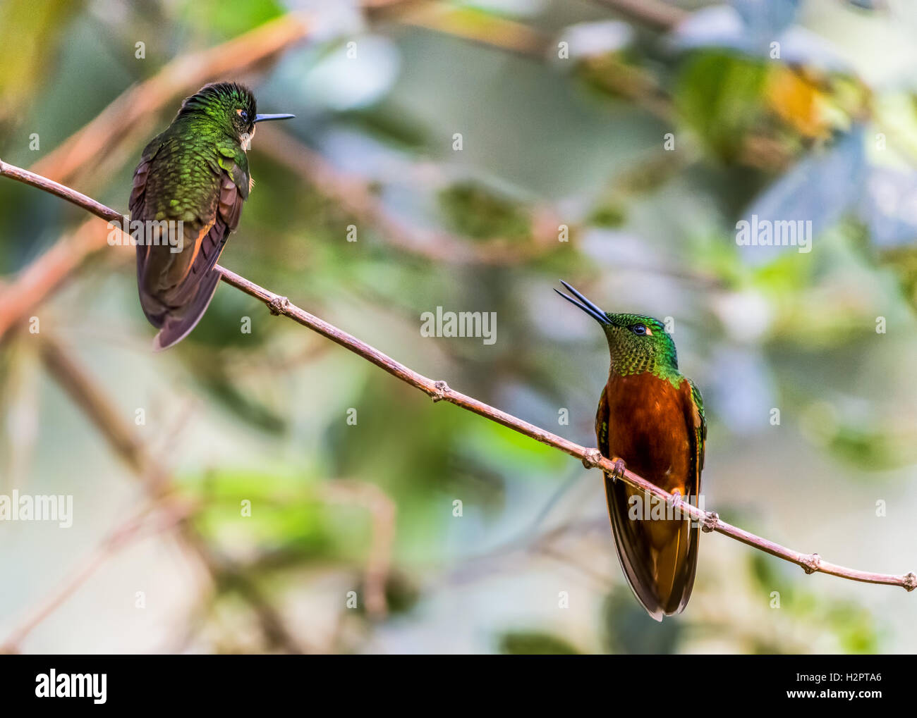 A pair of Rufous-breasted Hermit(Glaucis hirsutus) perched on a branch. Ecuador, South America. Stock Photo