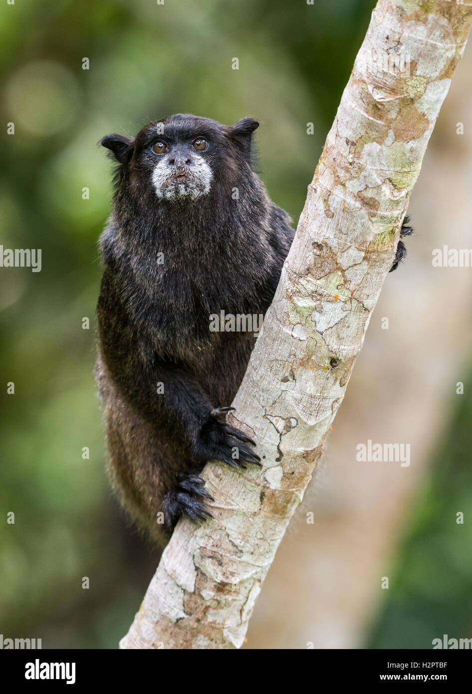 A Blackmantled Tamarin (Saguinus nigricollis) on a tree in Amazon rain