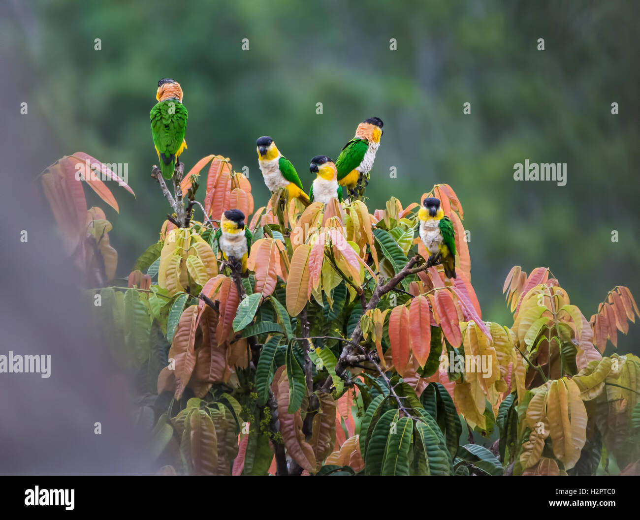 A flock of Black-headed Parrots (Pionites melanocephalus) in Amazon rain forest. Ecuador, South America. Stock Photo