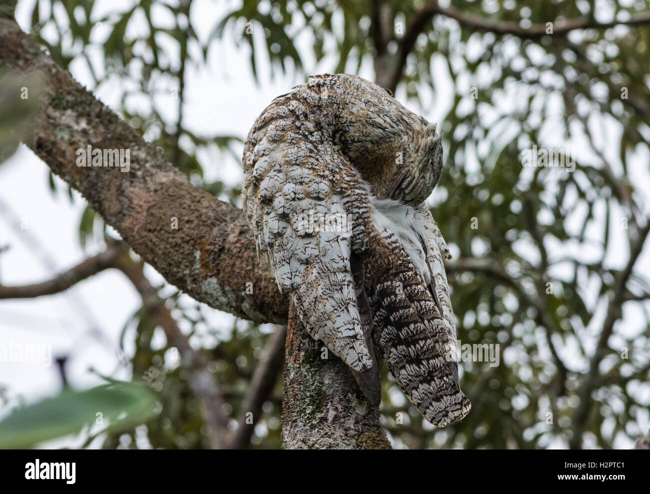 A Great Potoo (Nyctibius grandis) resting on a tree trunk. Ecuador, South America. Stock Photo