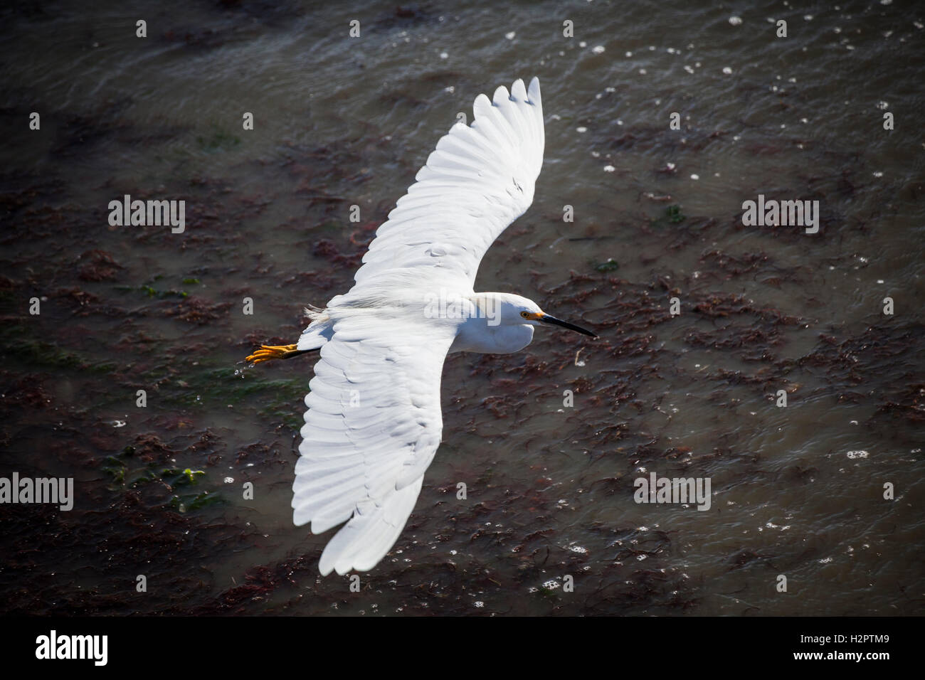 A Snowy egret, with its wings spread wide, flies by along the shores of San Francisco Bay in Alameda, California. Stock Photo