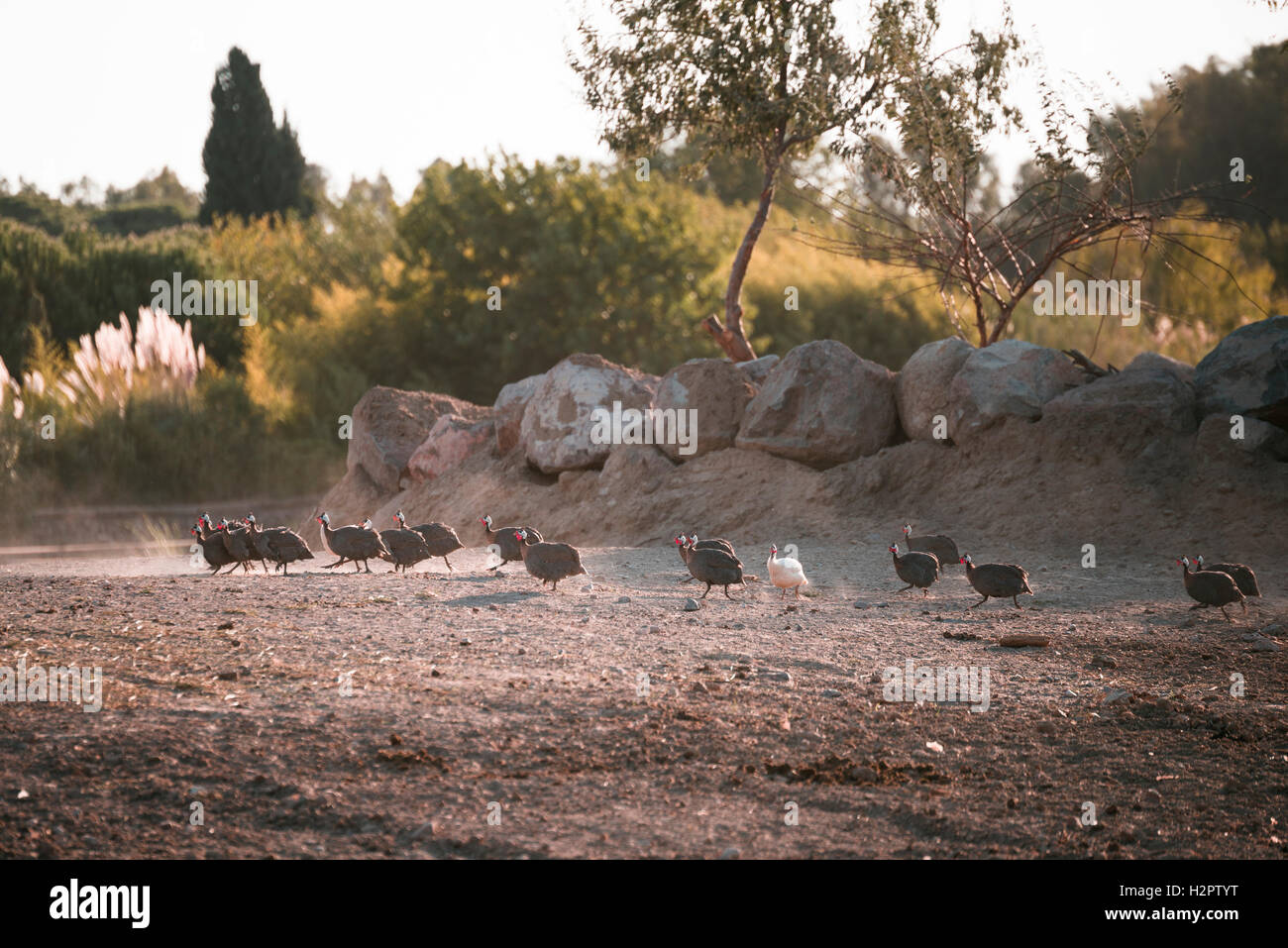 Running guineafowls herd with dust Stock Photo