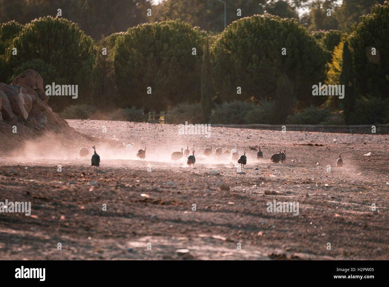 Running guineafowls herd with dust Stock Photo