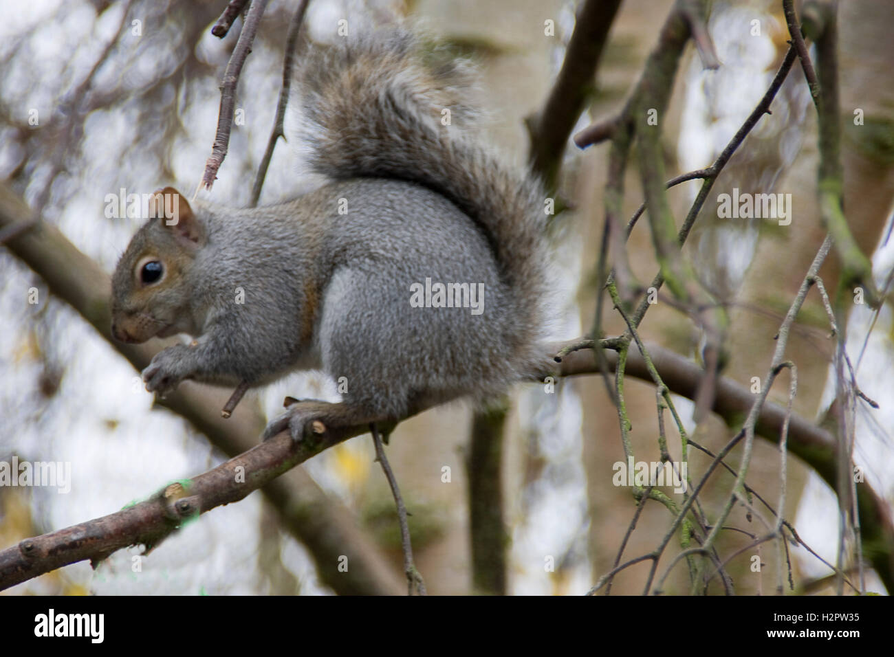 A grey squirrel sitting in a tree eating a nut Stock Photo