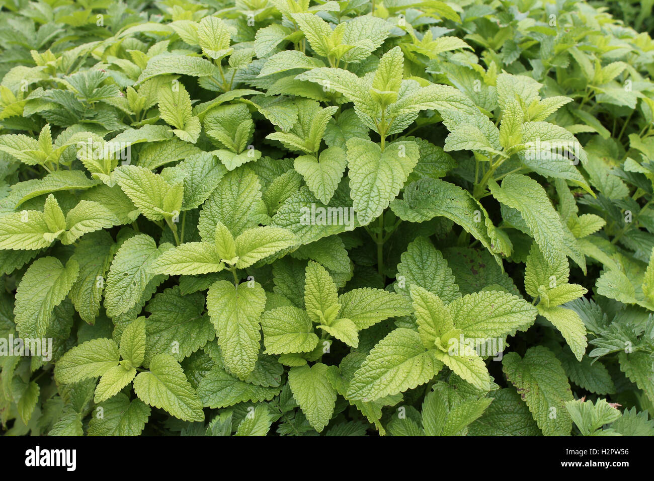 Mint. Fresh mint growing.(Mentha piperita Stock Photo Alamy