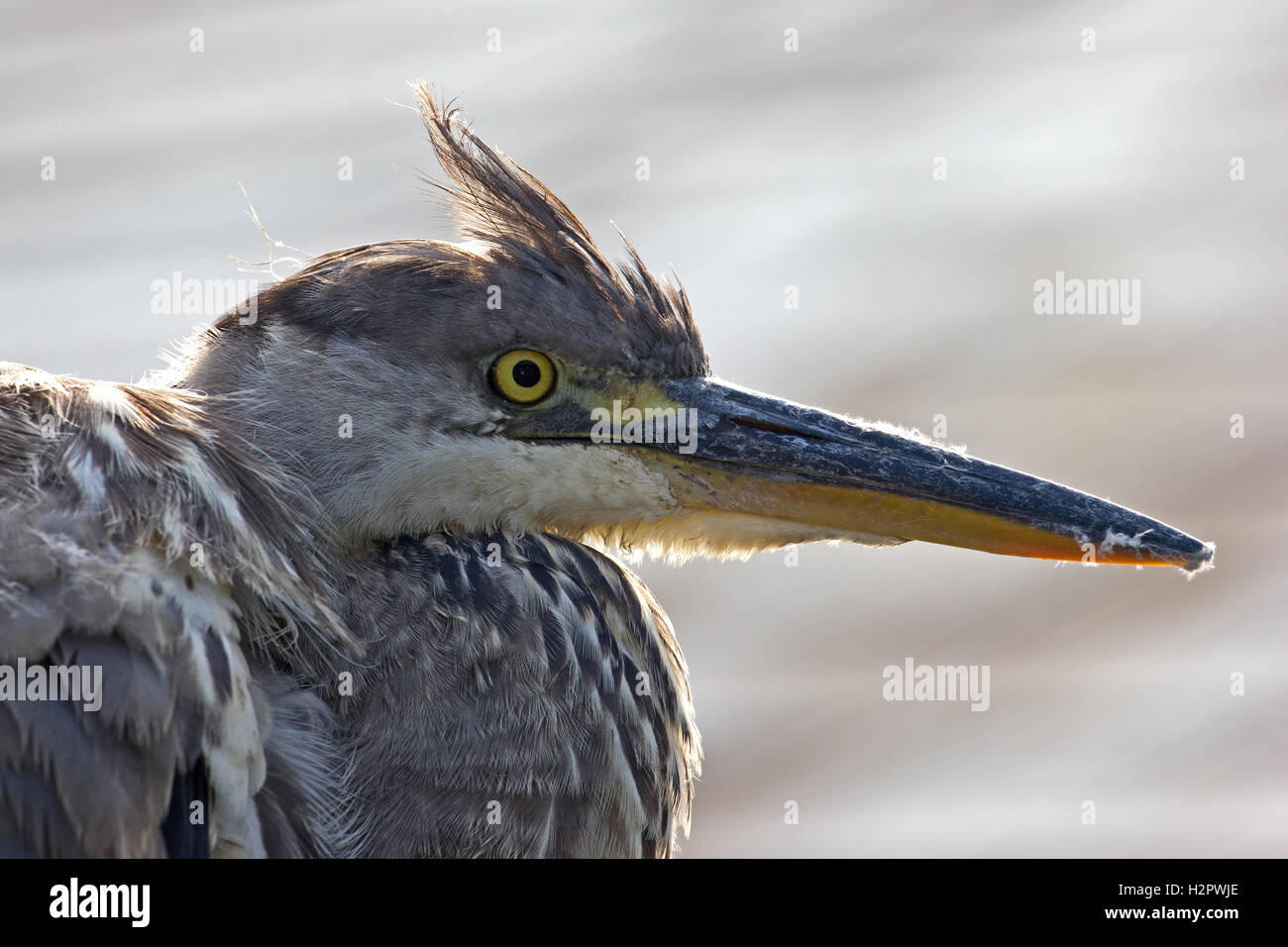 Head of juvenile Grey Heron, Ardea Cinerea Stock Photo - Alamy
