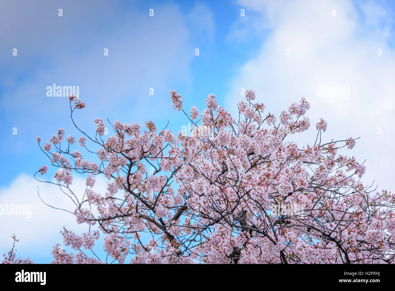 Spring pink cherry blossoms background Stock Photo - Alamy