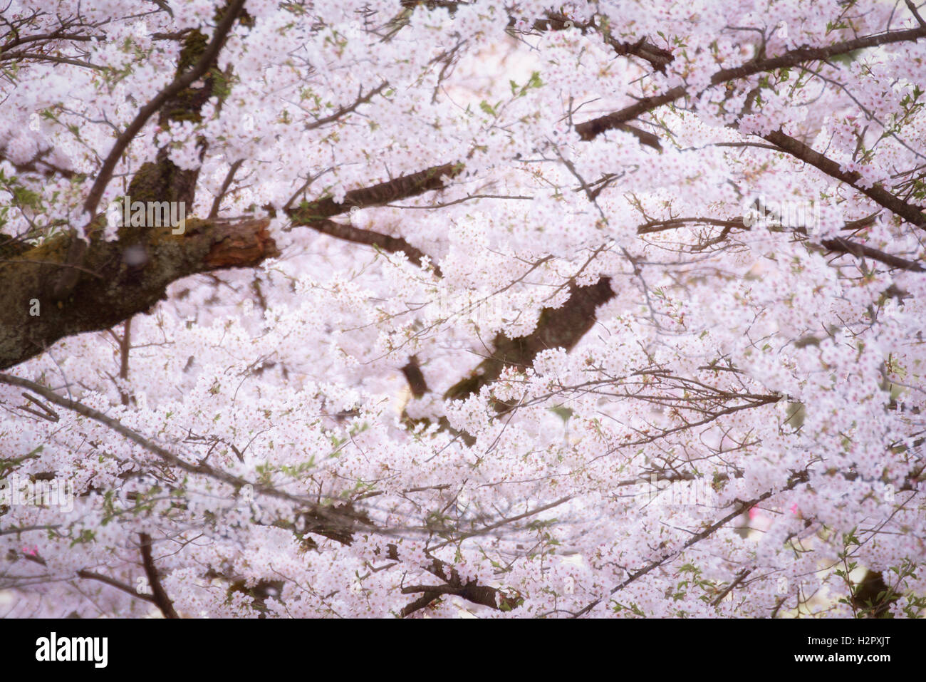 Spring pink cherry blossoms background Stock Photo - Alamy