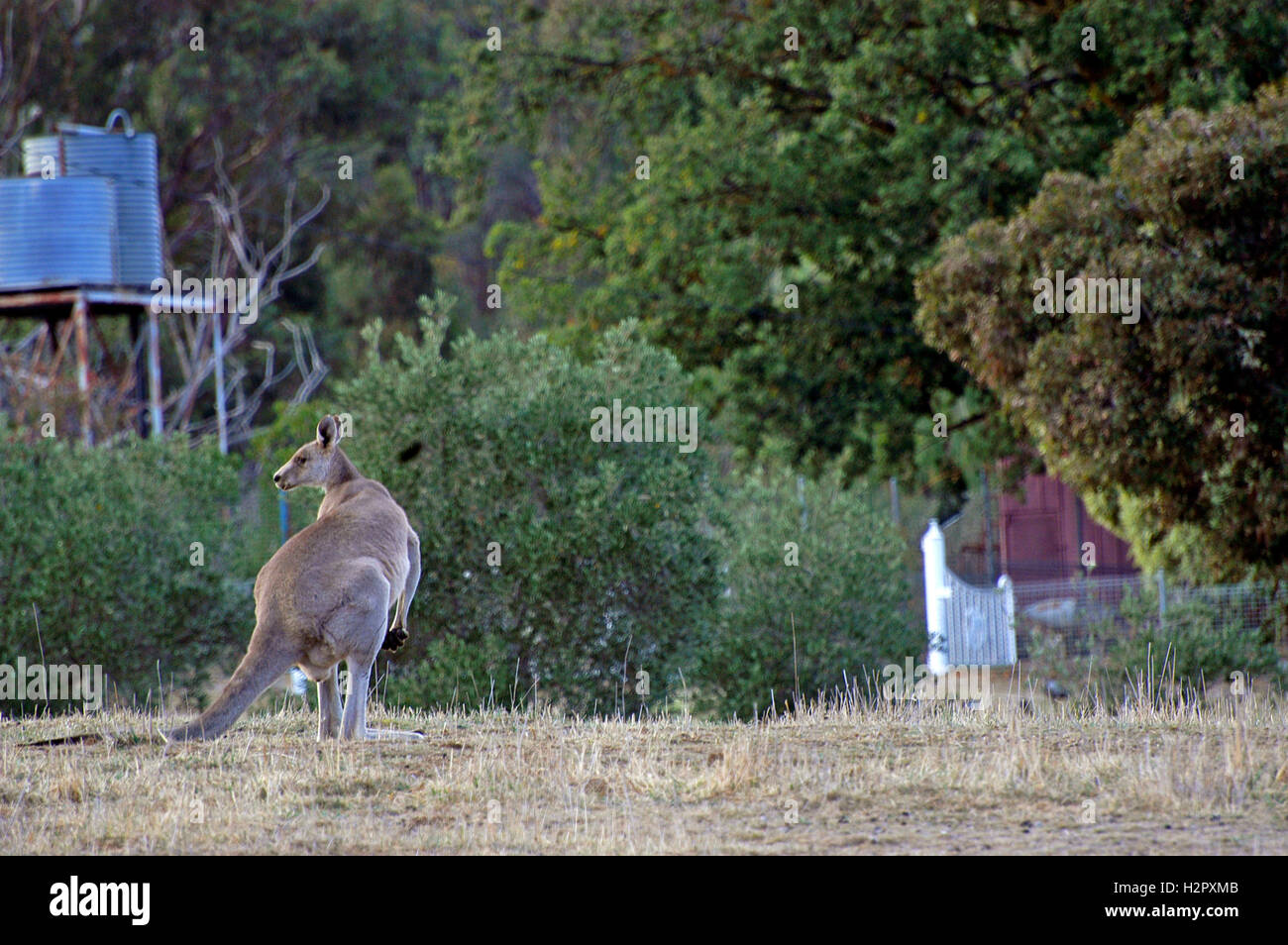 kangaroo in the Australian countryside Stock Photo - Alamy