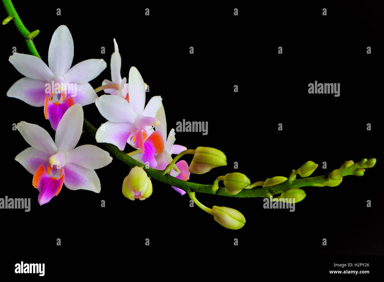 Phalaenopsis hybrid Stock Photo
