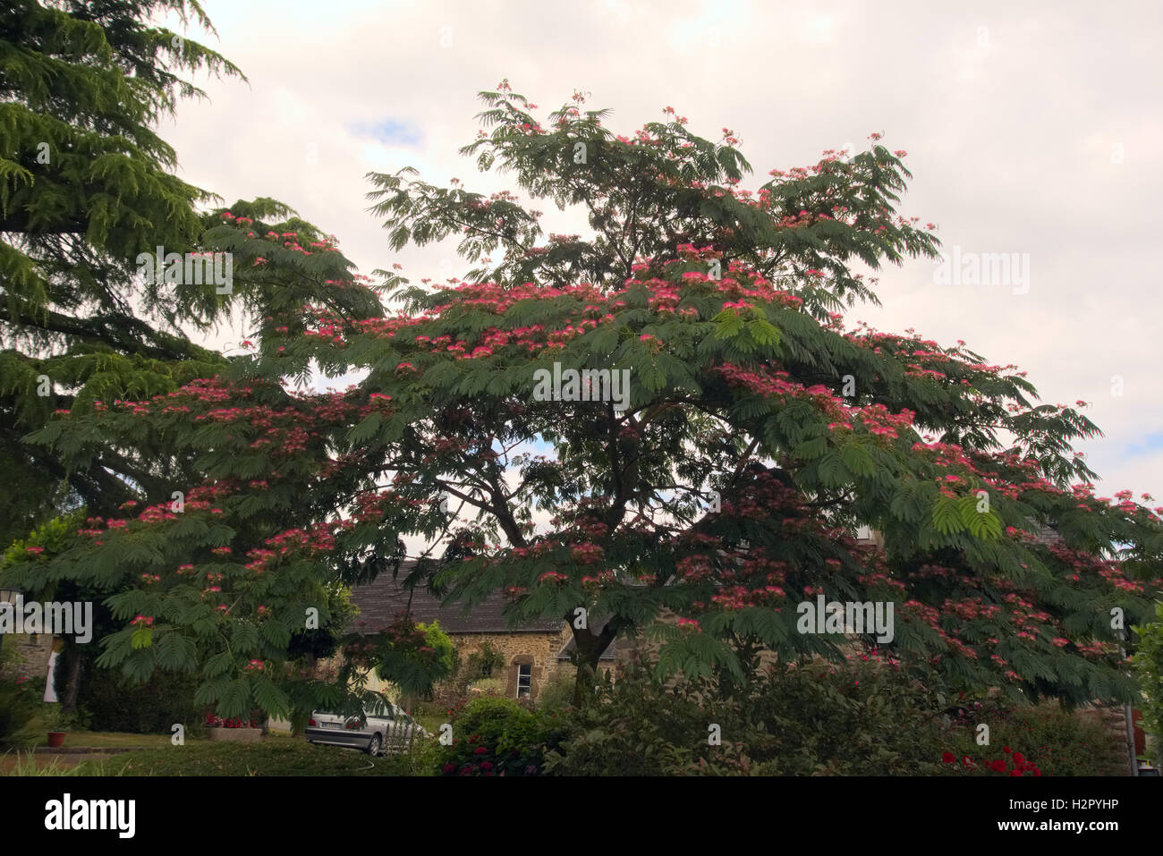 julibrissin f. rosea Pink silk tree Stock Photo Alamy