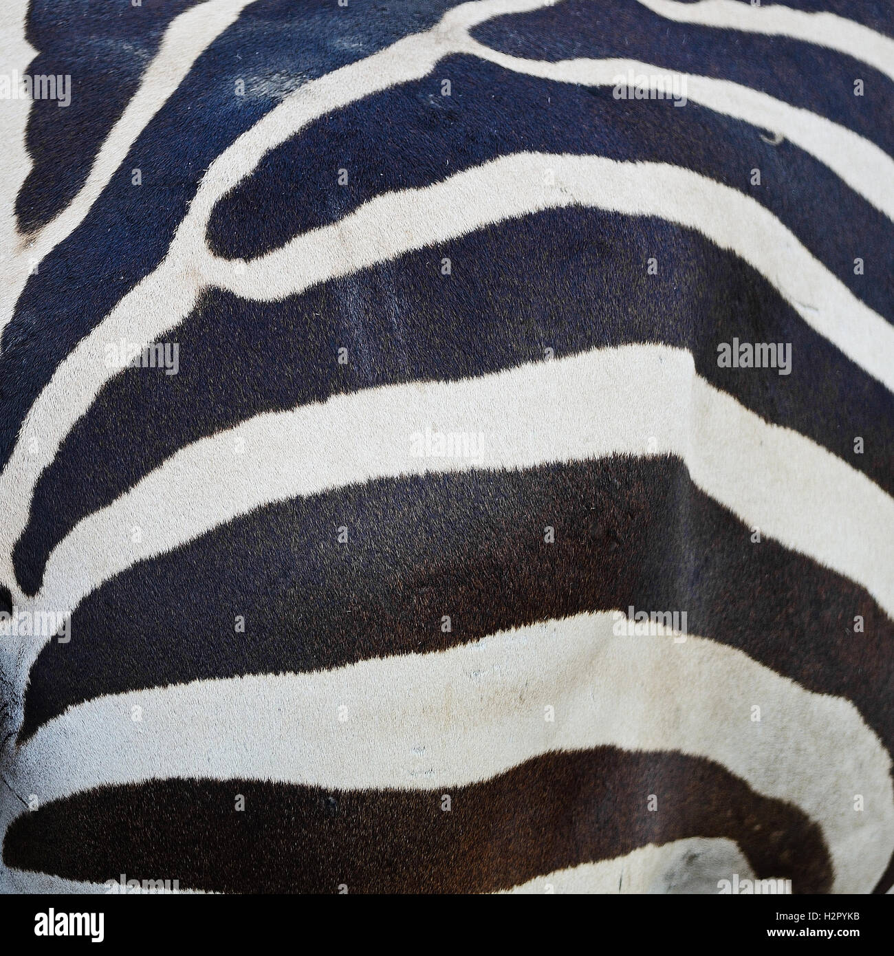 Common Zebra skin Stock Photo Alamy