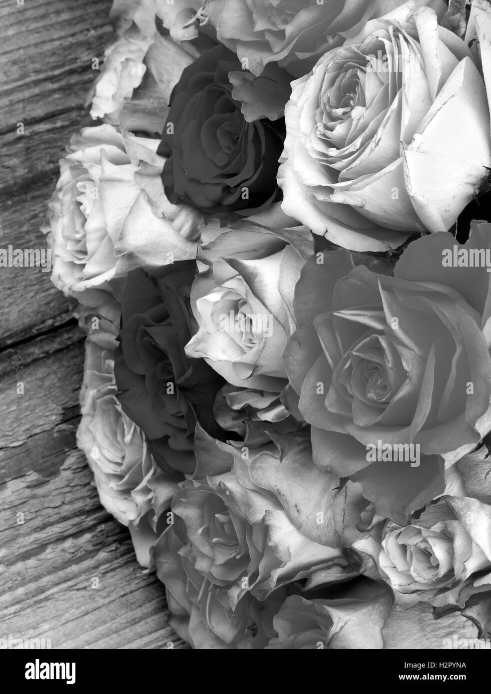 Bunch of Roses Stock Photo