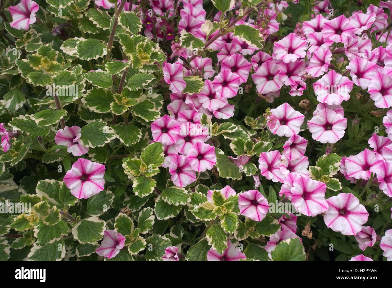 Petunia Supertunia® Pink Star Charm with Plectranthus madagascariensis 'Variegated Mintleaf' (v) AGM Stock Photo